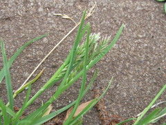 Poa annua