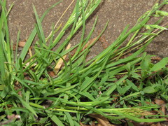 Poa annua
