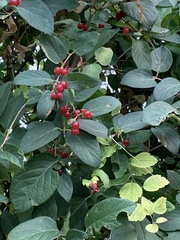 Lonicera