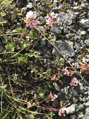 Trifolium pallescens