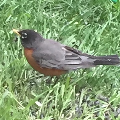 Turdus migratorius
