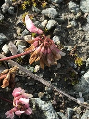 Trifolium pallescens