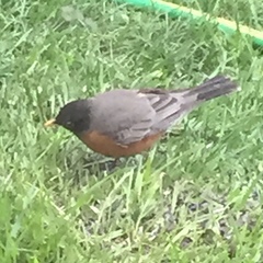 Turdus migratorius