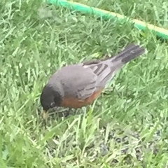 Turdus migratorius