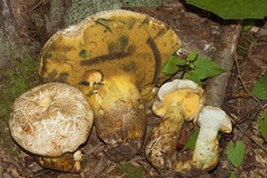 Buchwaldoboletus