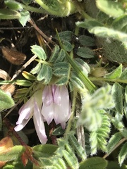 Astragalus sempervirens