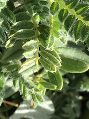 Astragalus sempervirens