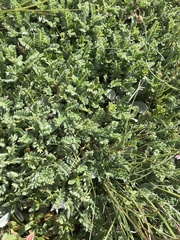 Astragalus sempervirens