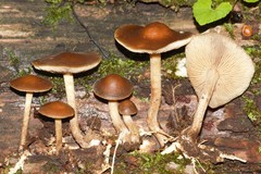Agrocybe firma