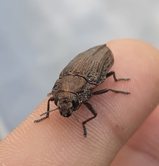 Ectinogonia intermedia