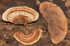 Steccherinum rawakense