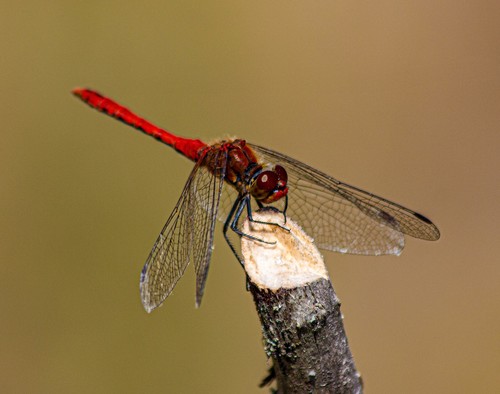 Ruddy Darter