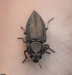 Ectinogonia intermedia