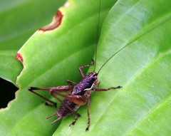 Pachytrachis gracilis