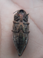 Ectinogonia intermedia