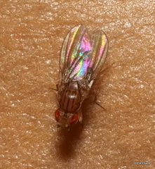 Drosophila busckii