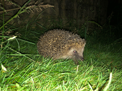 Erinaceus roumanicus