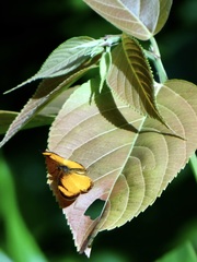 Tegosa anieta