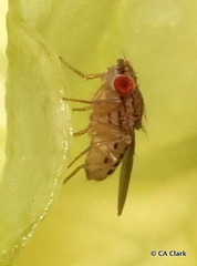 Drosophila busckii