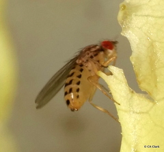 Drosophila busckii