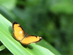 Tegosa anieta