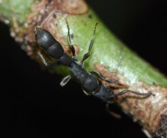 Platythyrea punctata