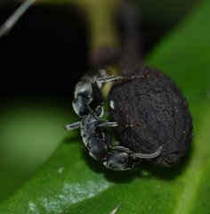 Platythyrea punctata