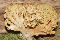 Ramaria subbotrytis