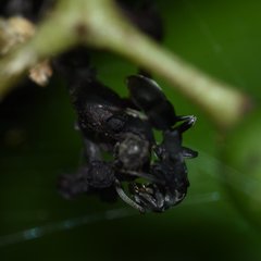 Platythyrea punctata