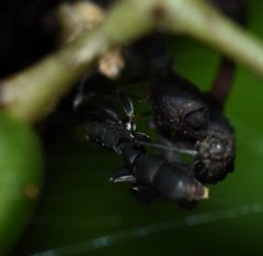 Platythyrea punctata