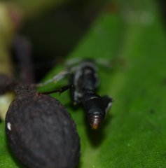 Platythyrea punctata