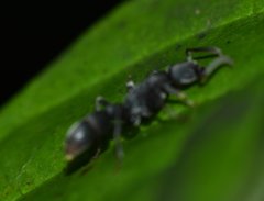 Platythyrea punctata