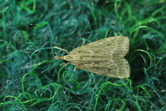 Eudonia pallida