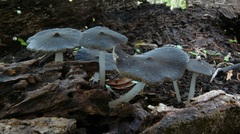 Pseudohydropus commenticius