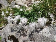 Dianthus spiculifolius
