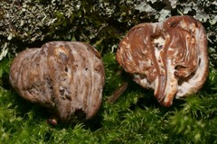 Hypomyces tubariicola