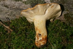 Albatrellaceae