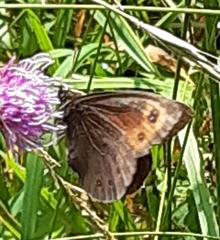 Erebia ligea