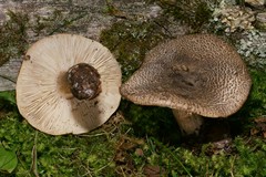 Tricholoma squarrulosum