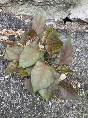 Magnoliopsida