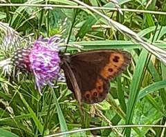 Erebia ligea