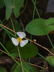 Sagittaria natans