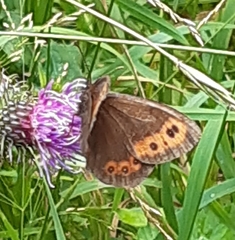Erebia ligea