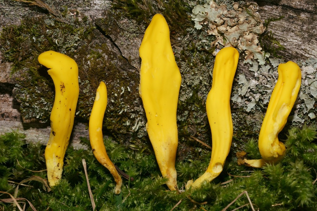 Taphrinomycotina