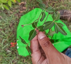 Macroptilium gibbosifolium