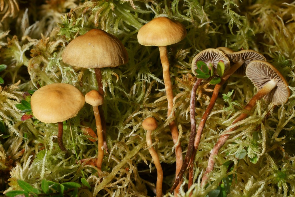 sphagnum brownie