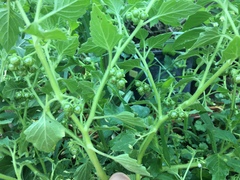Solanum nitidibaccatum