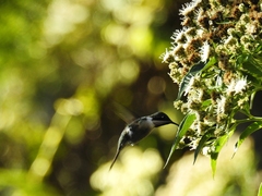 Calliphlox amethystina