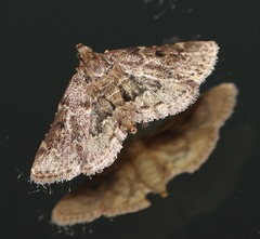Pyralis manihotalis