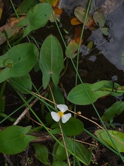 Sagittaria natans